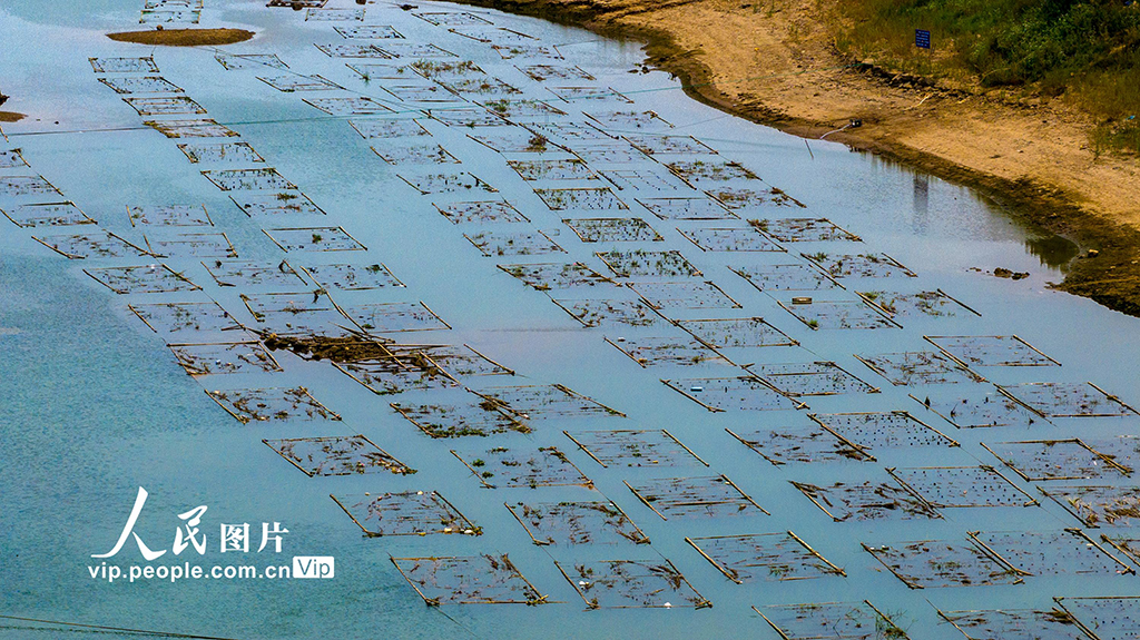 廣西梧州:人工魚巢為魚兒安家【6】