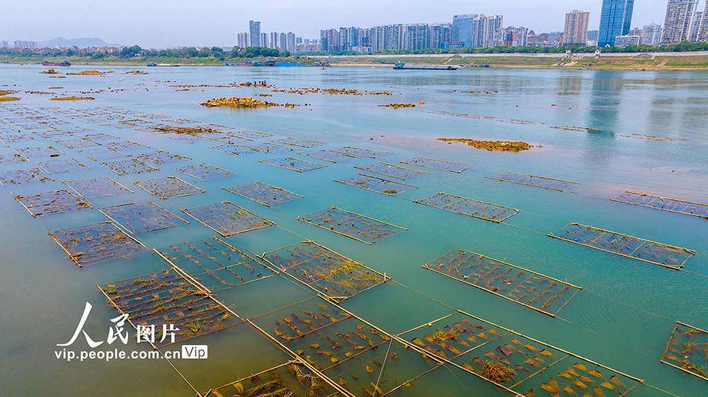 廣西梧州:人工魚巢為魚兒安家【7】