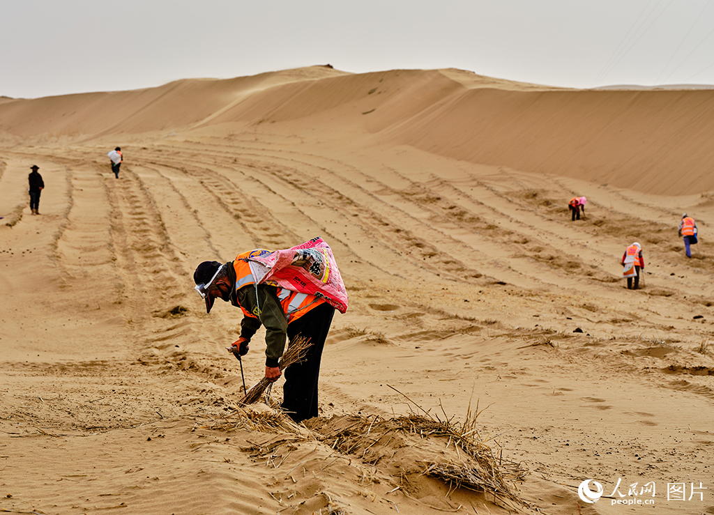 筑牢生態屏障 書寫大漠新篇【3】