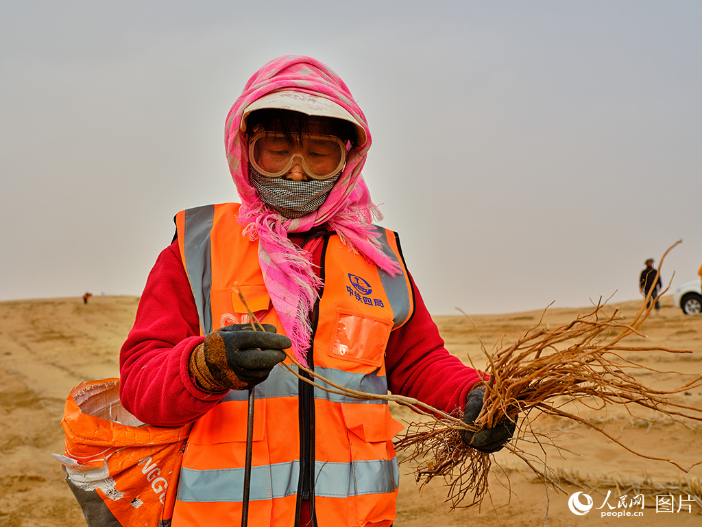 筑牢生態屏障 書寫大漠新篇【5】