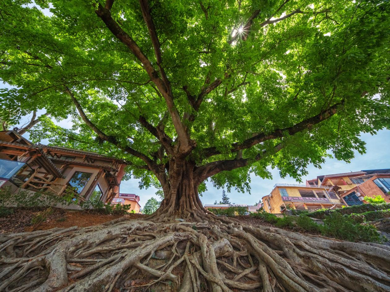 壩美景區里的千年榕樹枝繁葉茂。早彥銘攝