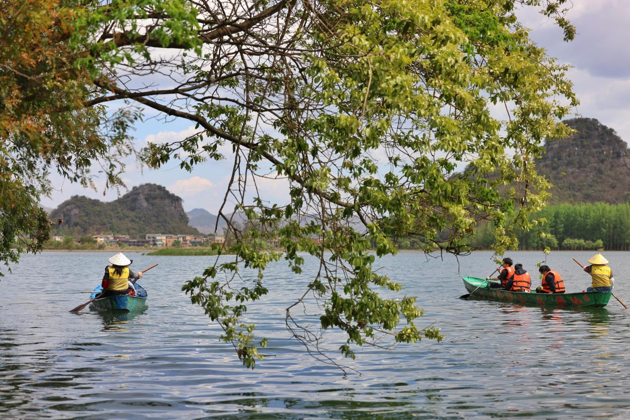 游客在普者黑景區劃船。蔣雨師攝