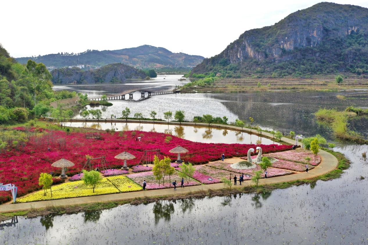 普者黑景區天鵝湖畔鮮花盛開。蔣雨師攝
