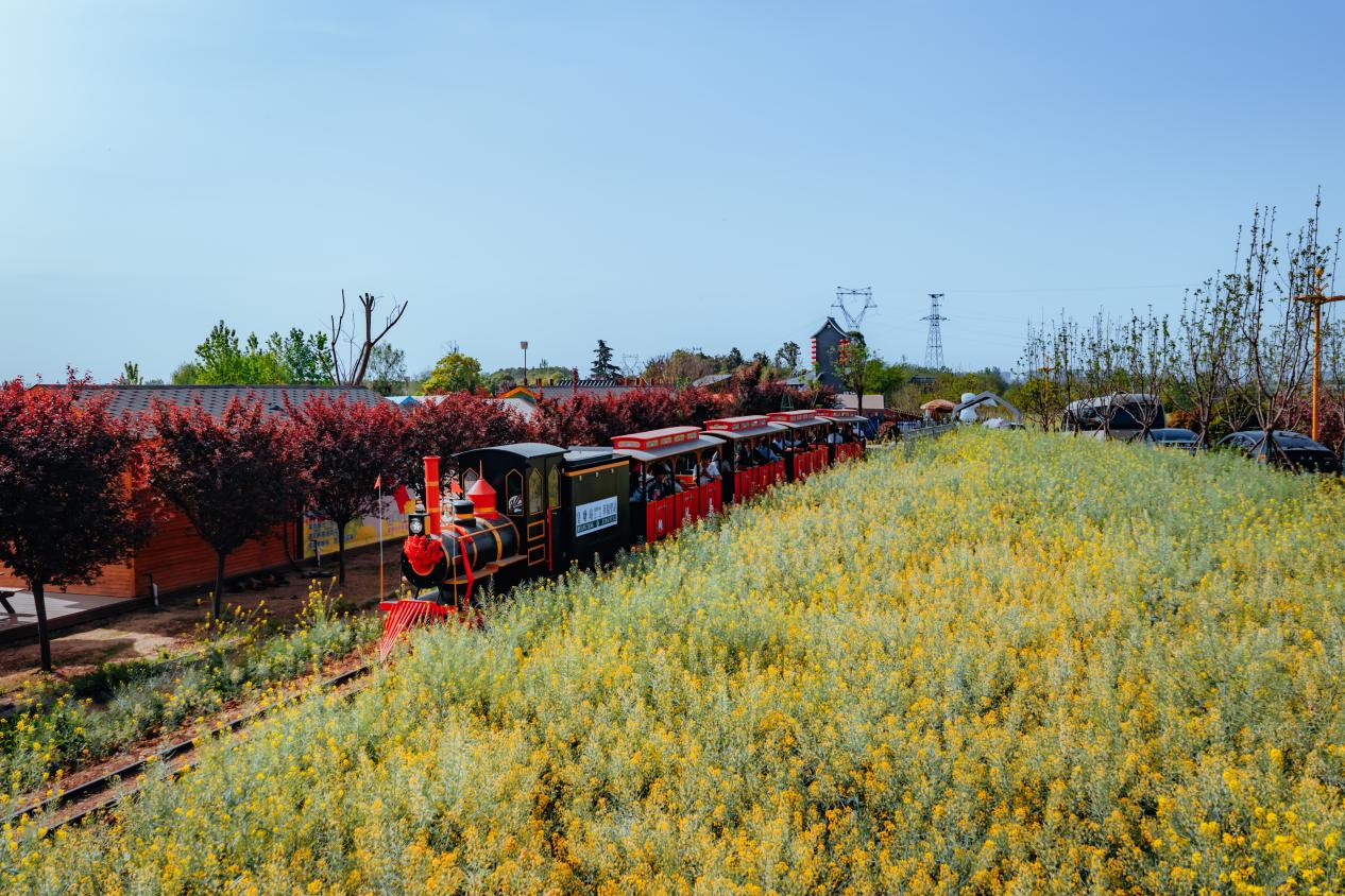 漢中市漢臺區皇塘村花海小火車。邱活攝