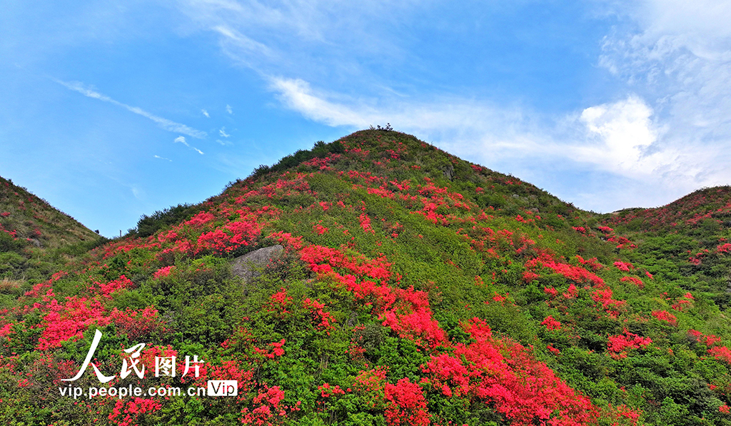 湖南常寧:杜鵑盛開 如云似霞【2】