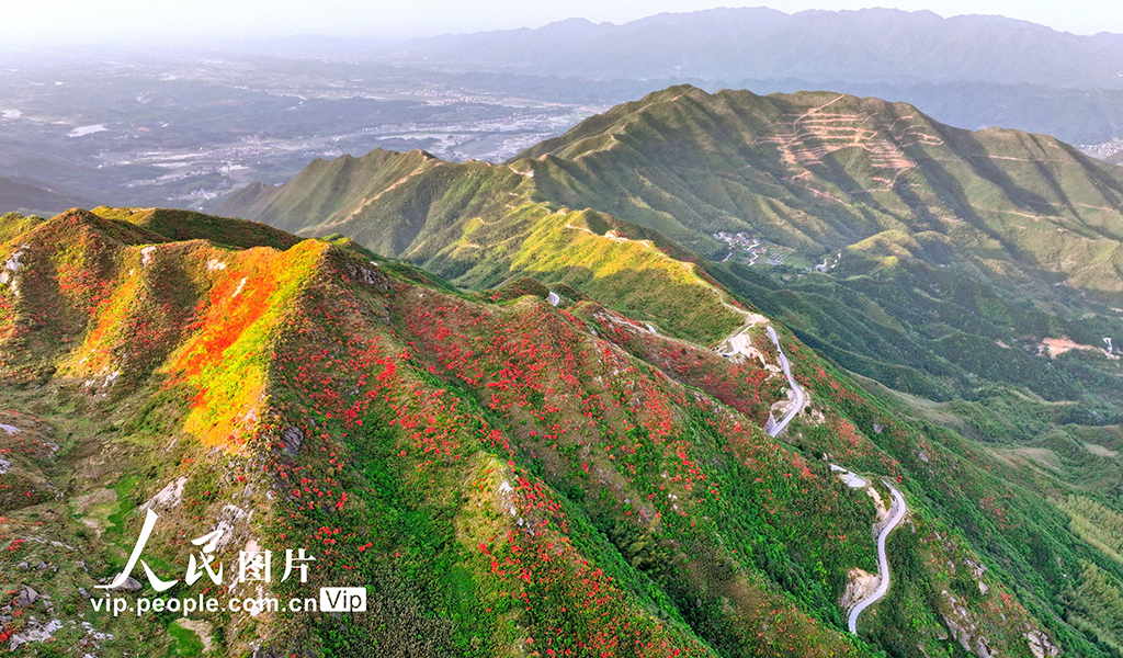 湖南常寧:杜鵑盛開 如云似霞【3】