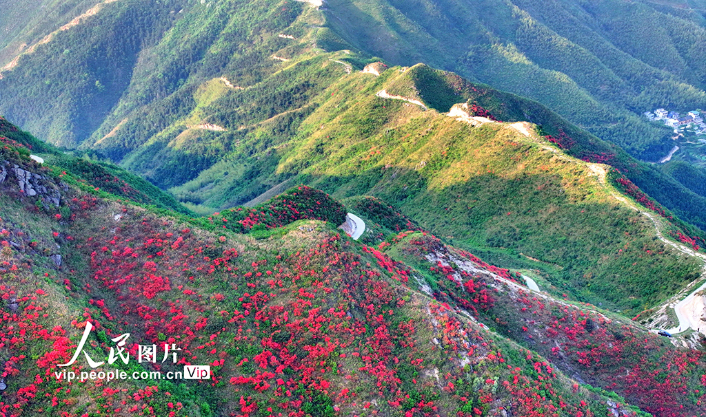 湖南常寧:杜鵑盛開 如云似霞【4】