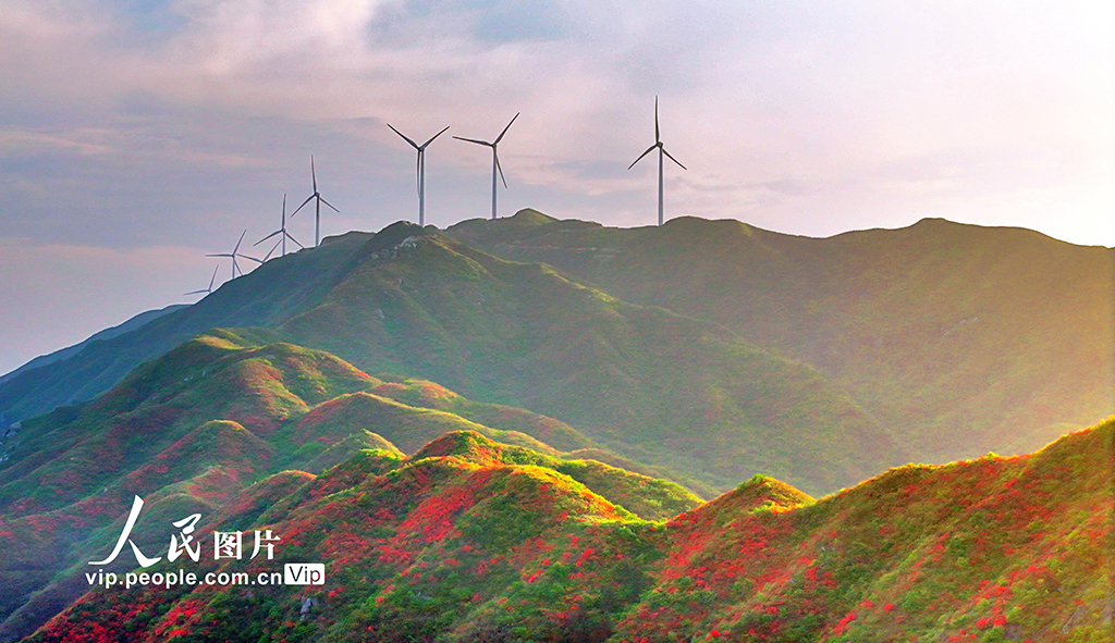 湖南常寧:杜鵑盛開 如云似霞【5】