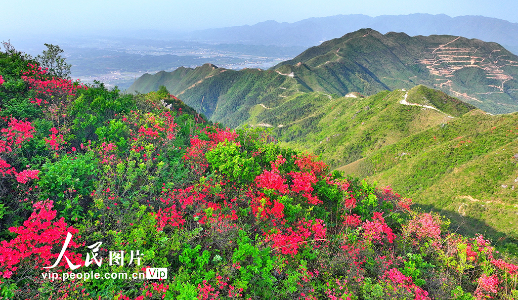 湖南常寧:杜鵑盛開 如云似霞【6】