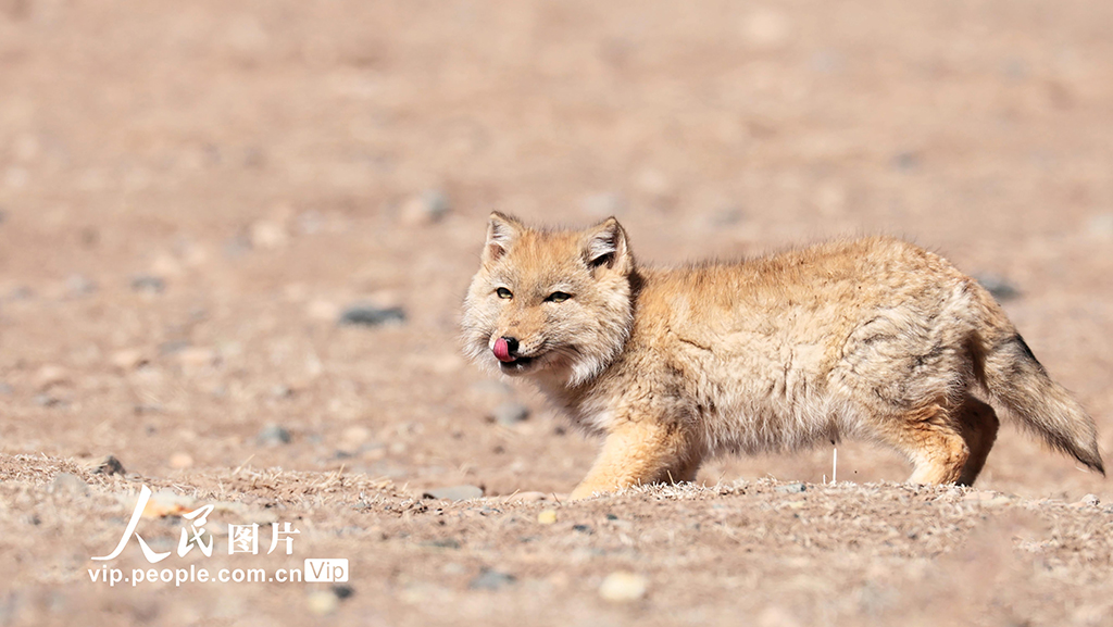 甘肅張掖:祁連山現小藏狐獨立覓食【3】
