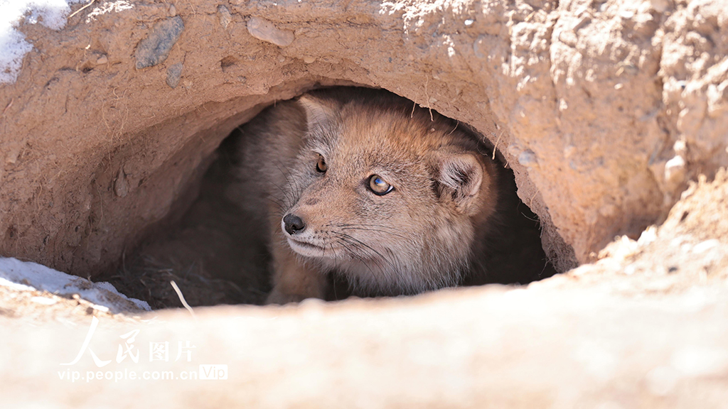 甘肅張掖:祁連山現小藏狐獨立覓食【2】