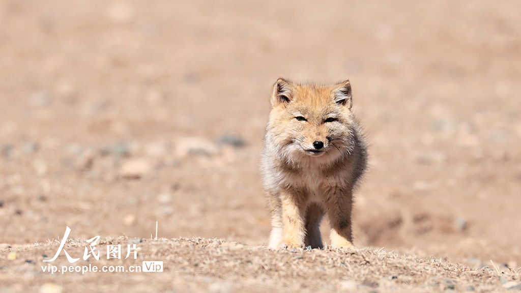 甘肅張掖:祁連山現小藏狐獨立覓食【4】