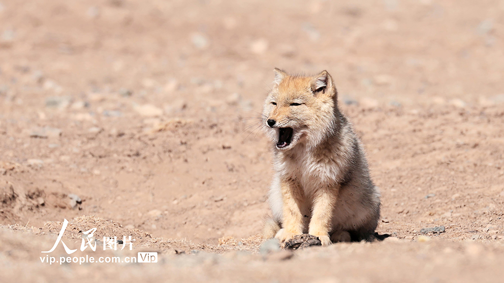 甘肅張掖:祁連山現小藏狐獨立覓食【5】