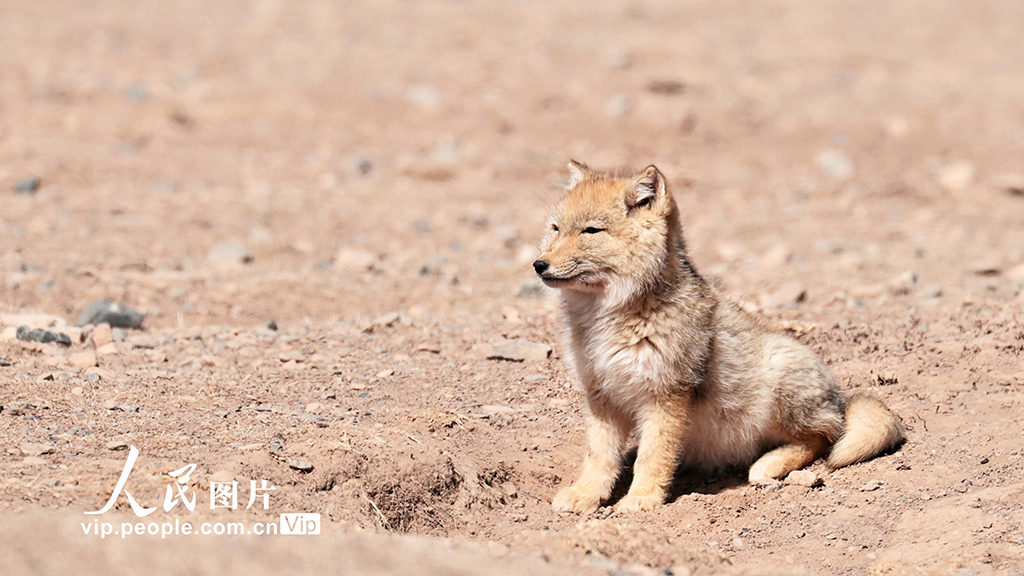 甘肅張掖:祁連山現小藏狐獨立覓食【6】