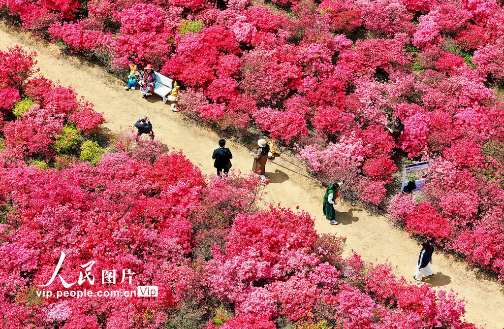 山東青島：杜鵑花海迎客來