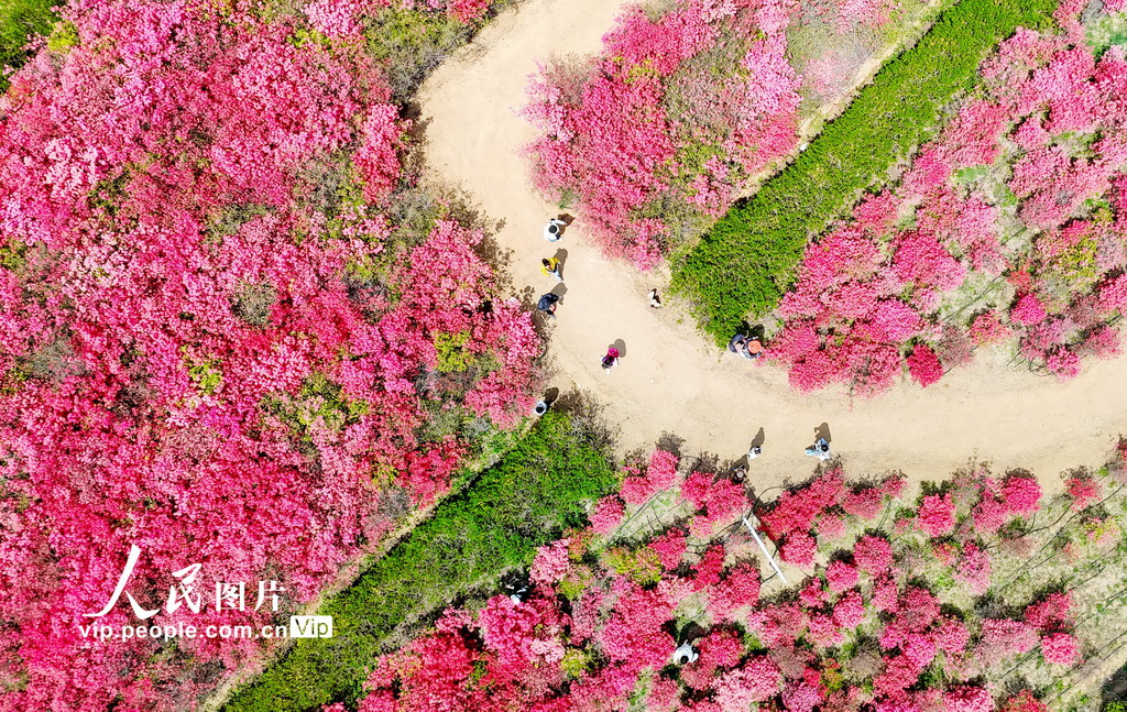 山東青島:杜鵑花海迎客來【2】