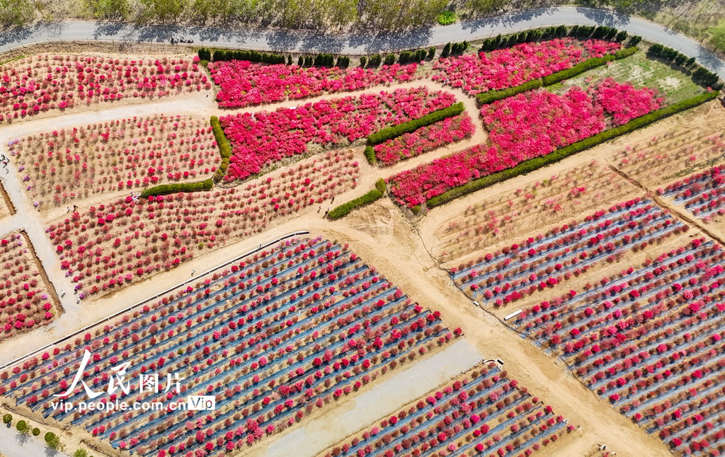 山東青島:杜鵑花海迎客來【3】