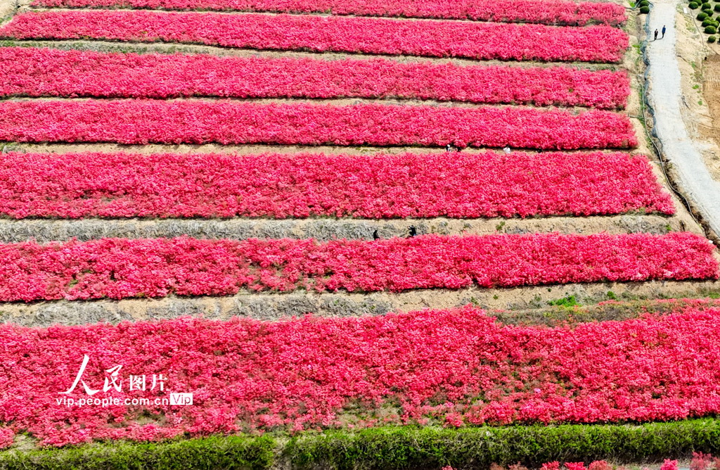 山東青島:杜鵑花海迎客來【4】