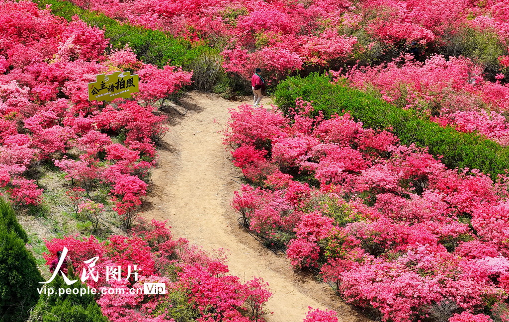 山東青島:杜鵑花海迎客來【5】