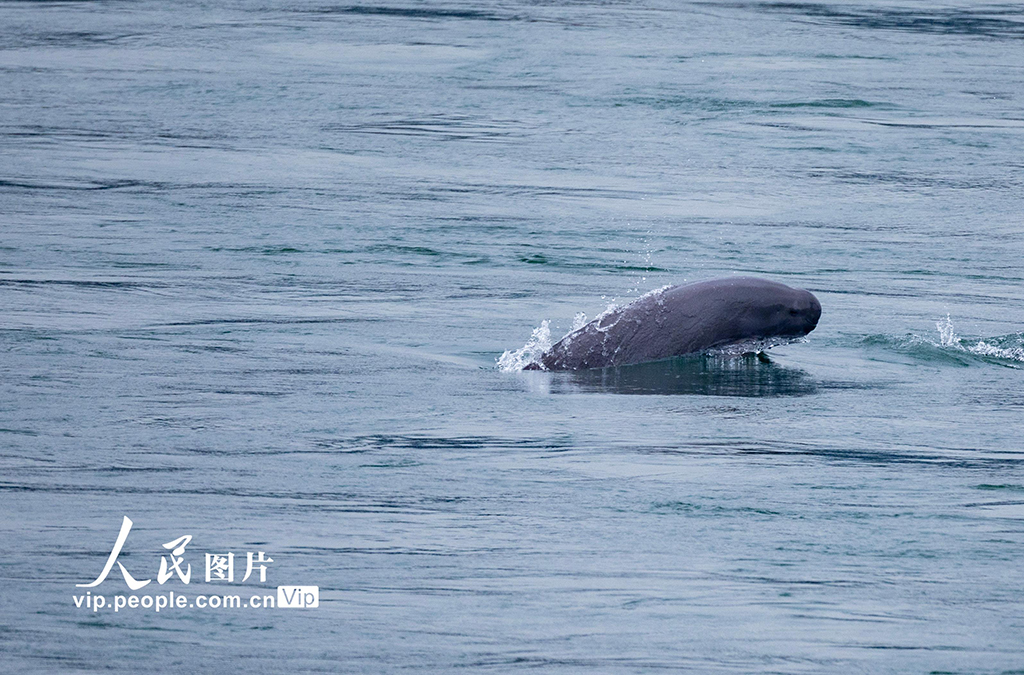湖北宜昌：江豚起舞