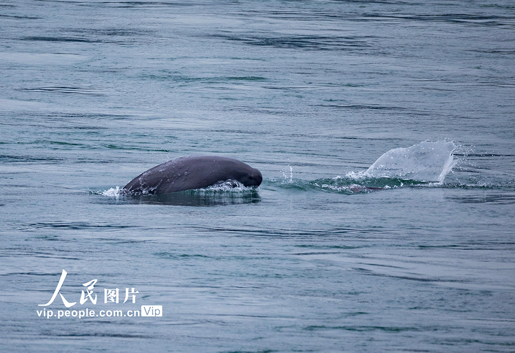 湖北宜昌:江豚起舞【4】