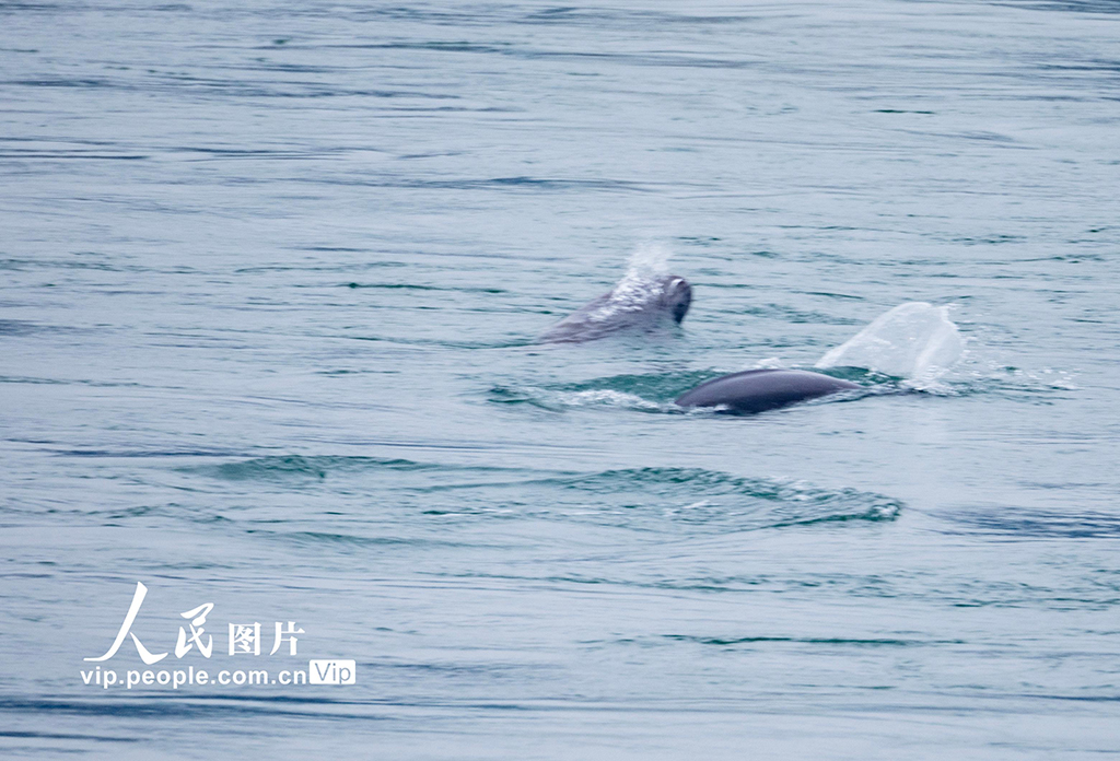 湖北宜昌:江豚起舞【5】