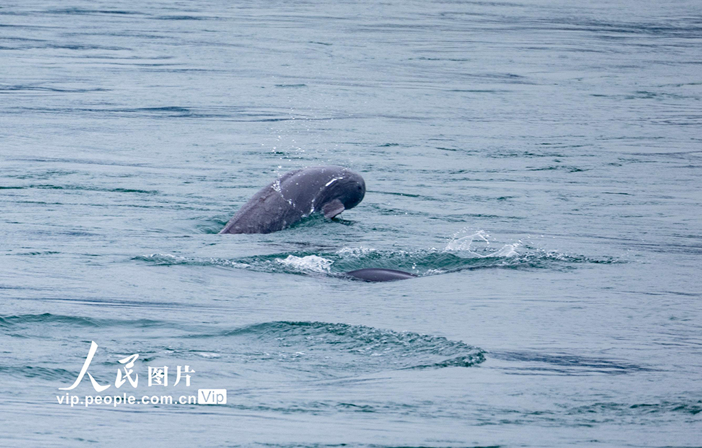 湖北宜昌:江豚起舞【3】