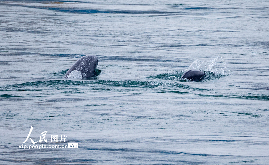 湖北宜昌:江豚起舞【2】