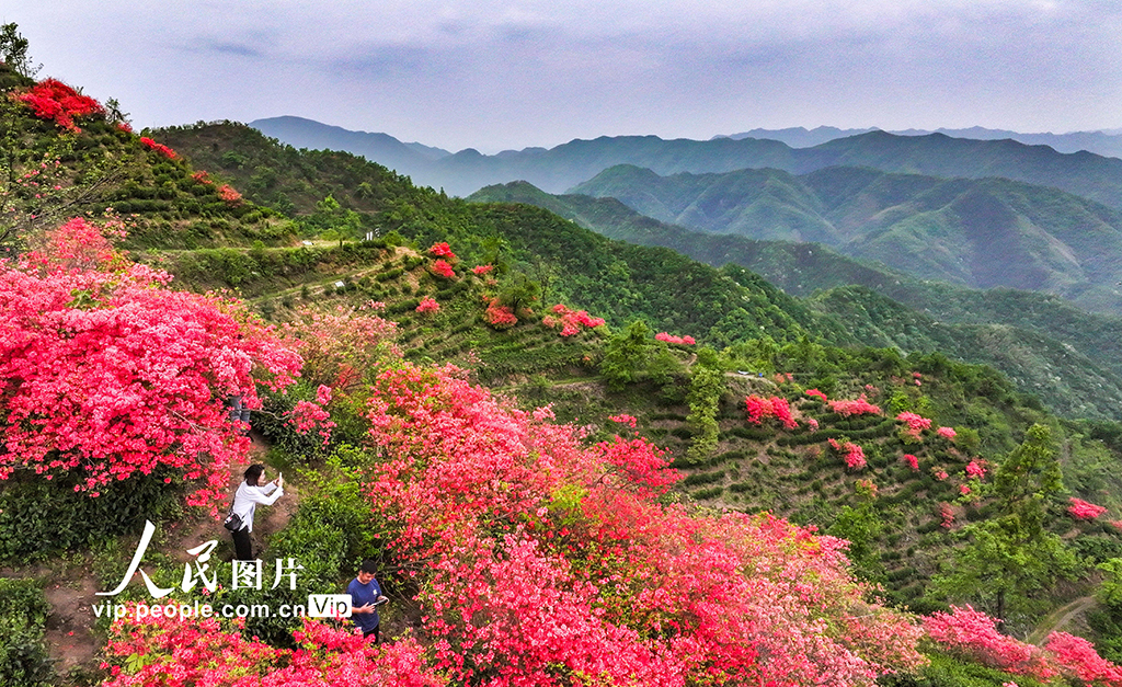 安徽旌德：茶園盛開映山紅