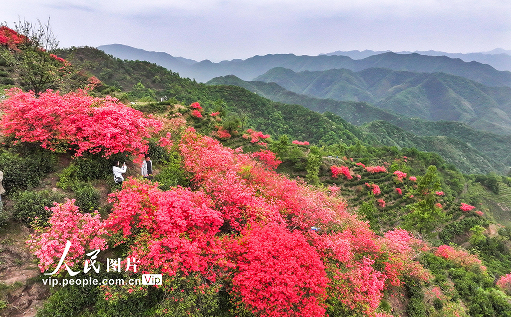 安徽旌德:茶園盛開映山紅【2】
