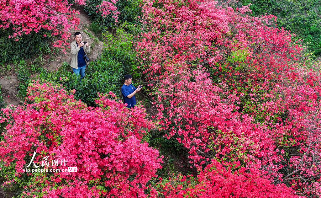 安徽旌德:茶園盛開映山紅【3】