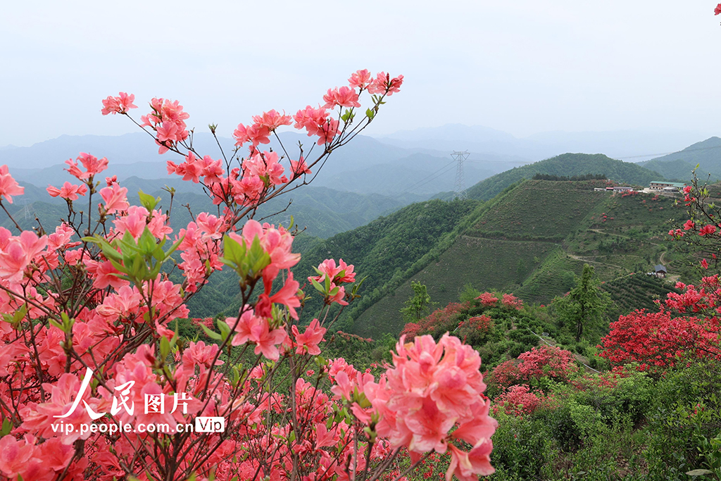 安徽旌德:茶園盛開映山紅【4】