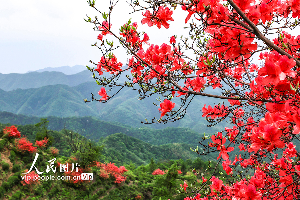 安徽旌德:茶園盛開映山紅【5】