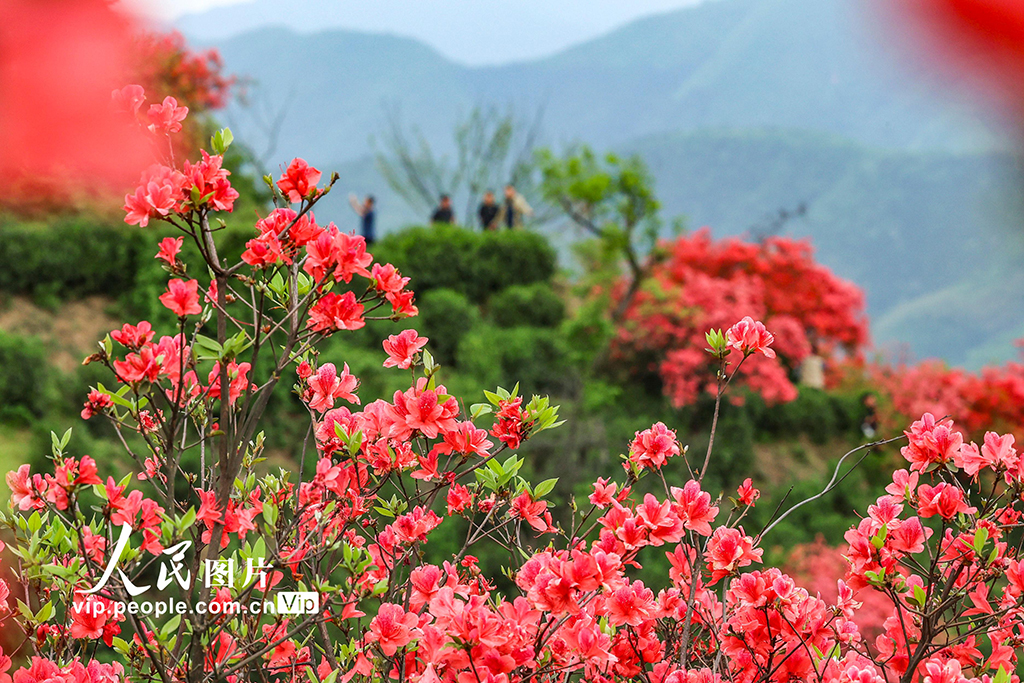 安徽旌德:茶園盛開映山紅【6】