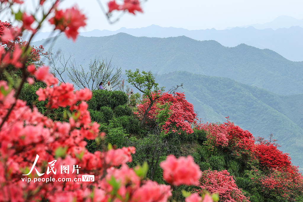 安徽旌德:茶園盛開映山紅【7】
