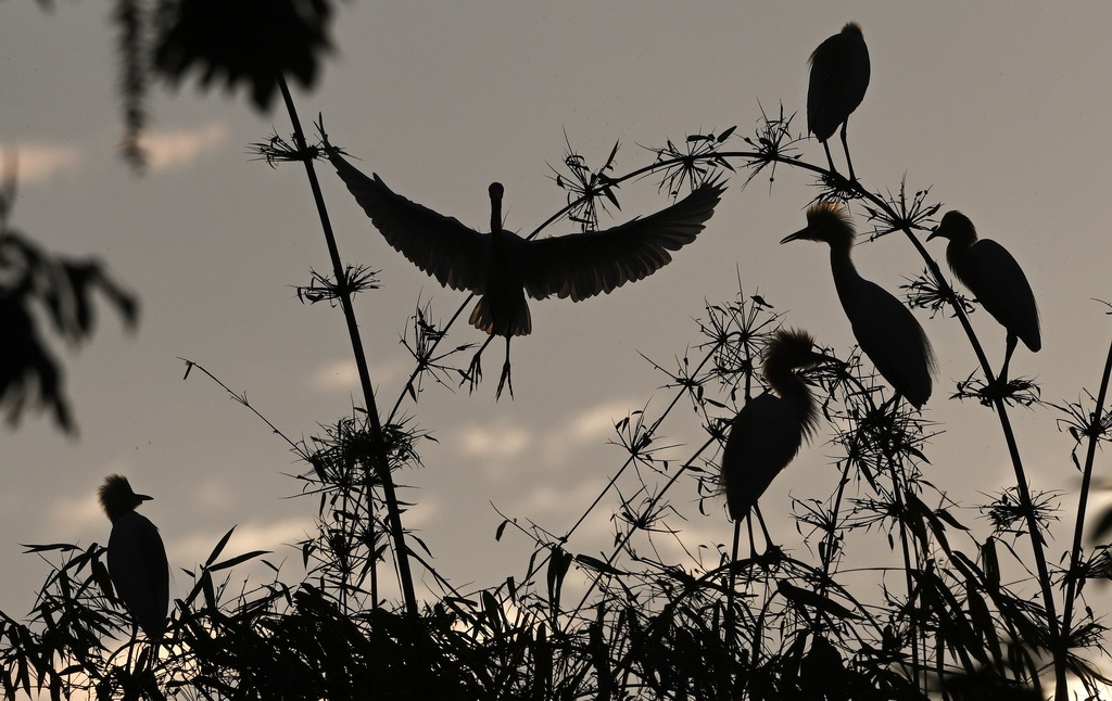 4月20日，在重慶市大足區珠溪鎮，數只白鷺在竹林頂端休憩。