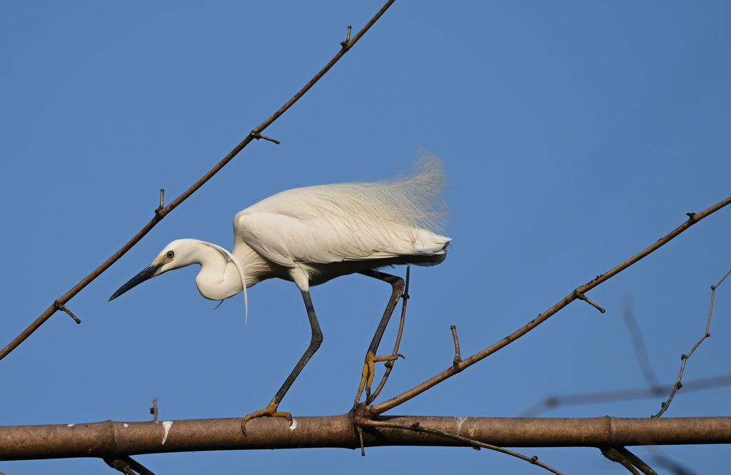 4月21日，在重慶市大足區珠溪鎮，一只白鷺小心翼翼地走在竹枝上。