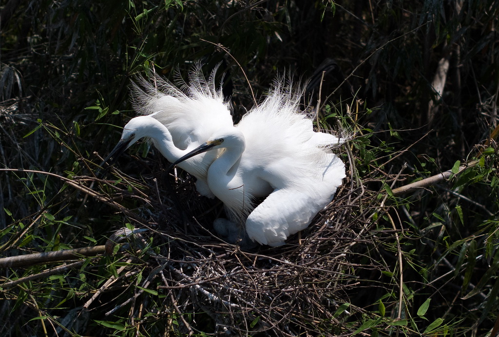 4月20日，在重慶市大足區珠溪鎮，兩只成年白鷺在撫養剛出生不久的幼崽。
