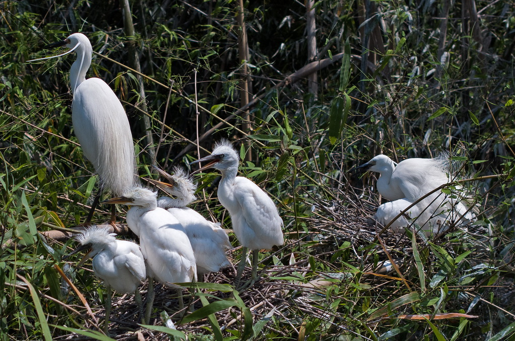 當鷺鳥歸來，大自然為重慶大足“點贊”