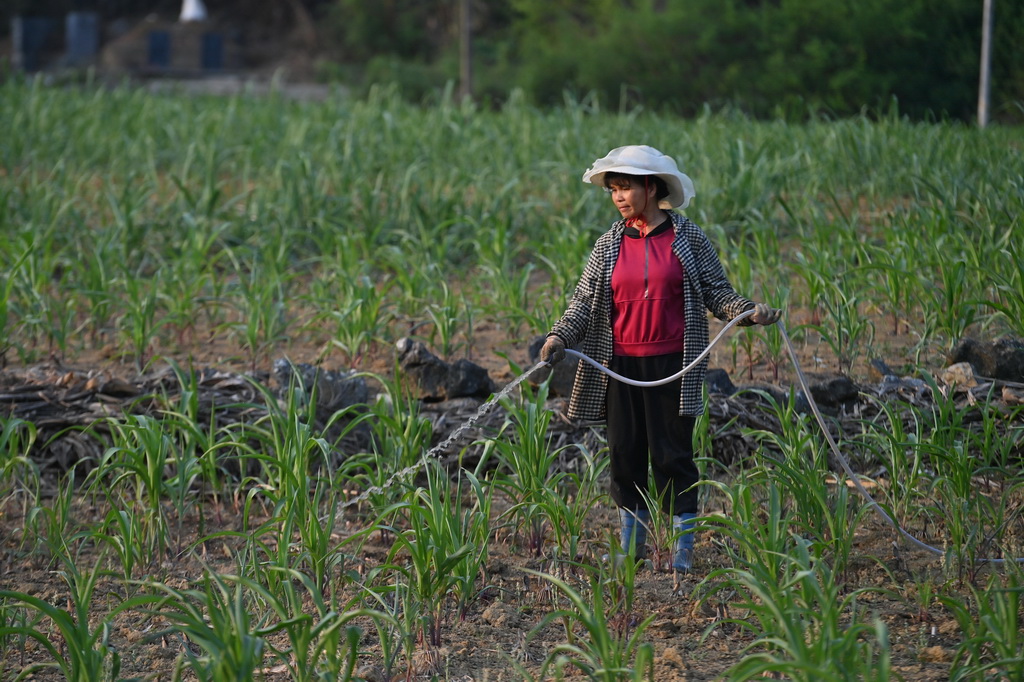 4月21日，廣西都安瑤族自治縣地蘇鎮鎮和村村民在給玉米澆水。