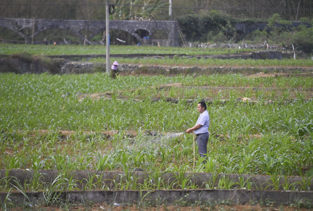 4月21日，廣西都安瑤族自治縣地蘇鎮上節村村民在給玉米澆水。