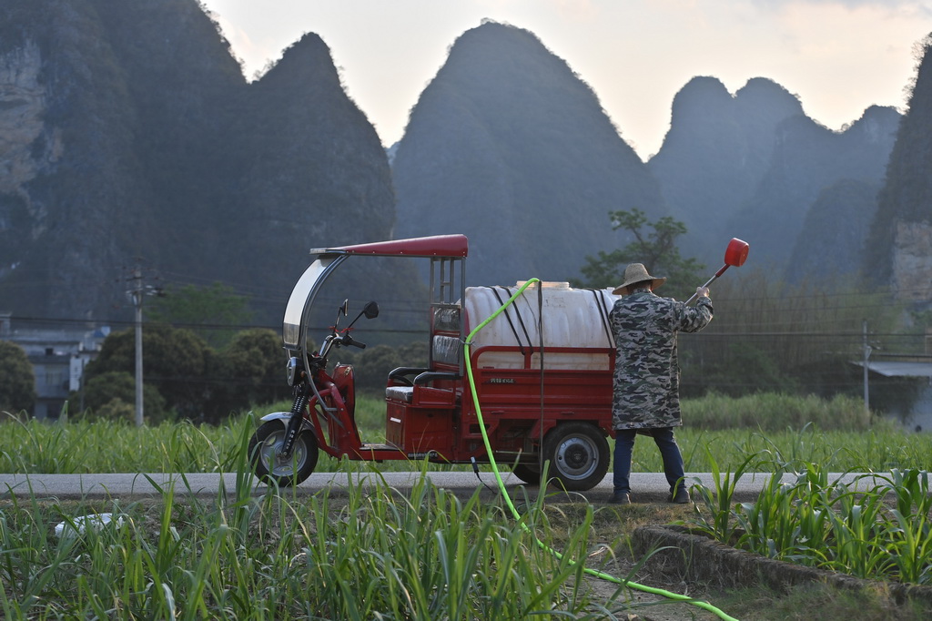 4月21日，廣西都安瑤族自治縣地蘇鎮鎮和村村民在給玉米澆水。