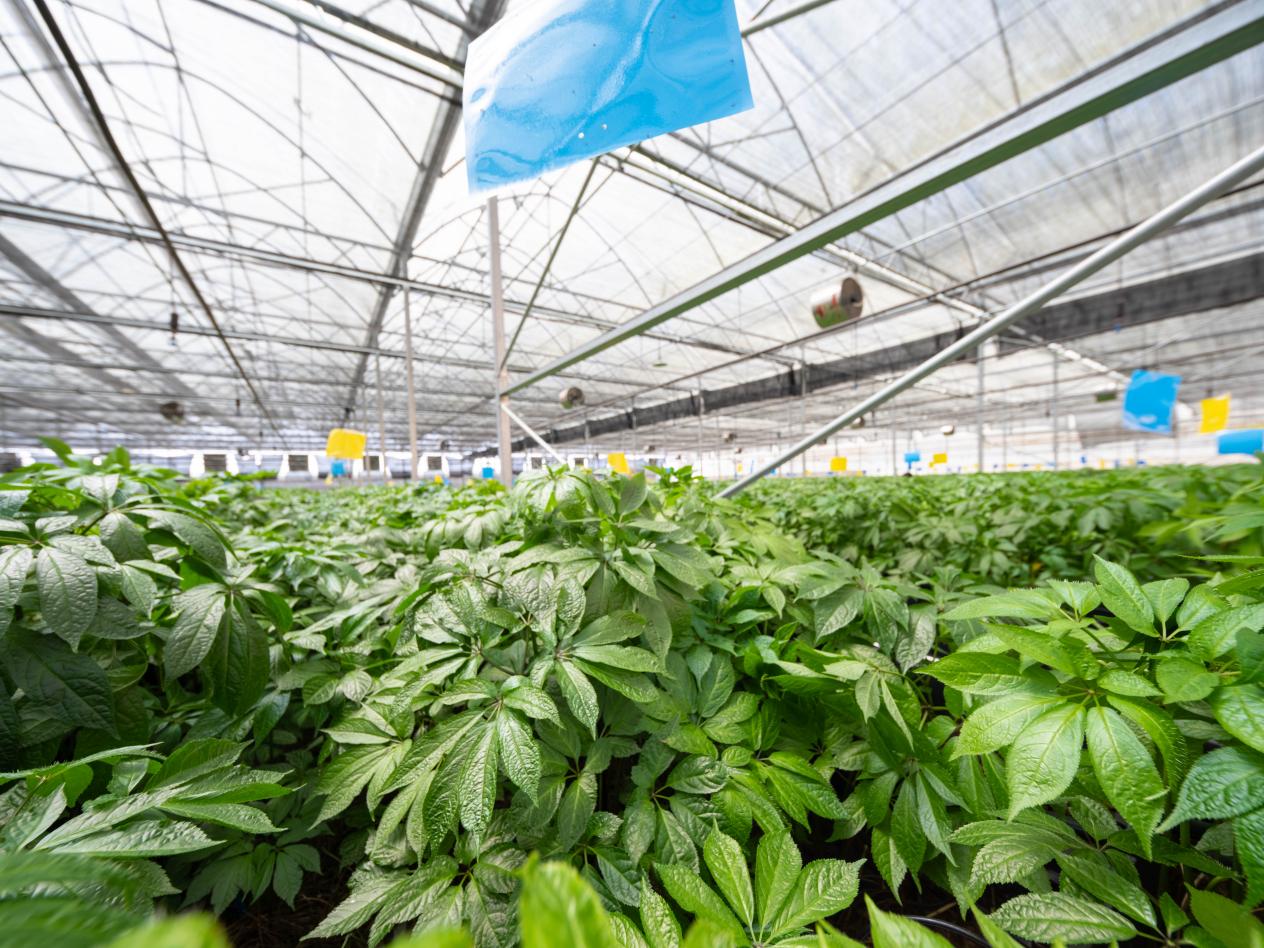 云南省文山州具有豐富的中藥材資源。早彥銘攝