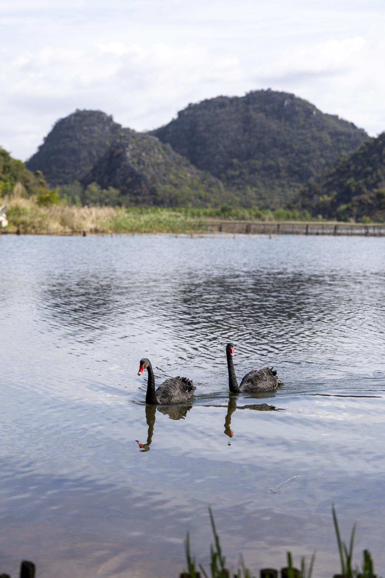 游弋于普者黑天鵝湖中的黑天鵝。王劍攝