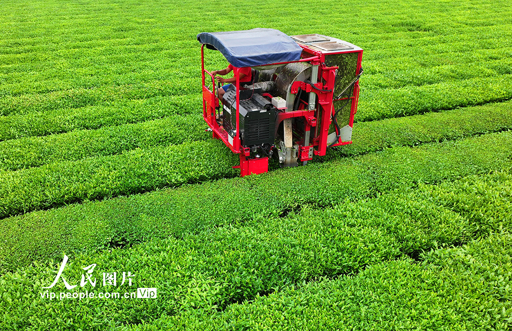 江西泰和:機器采茶忙【2】