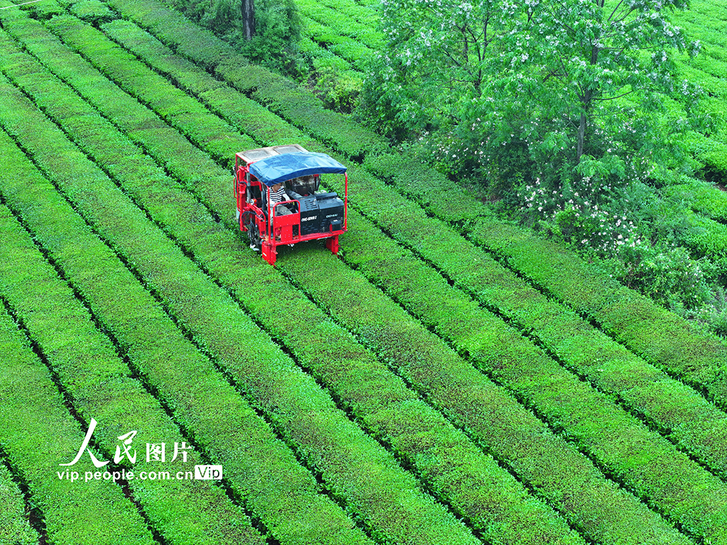 江西泰和：機器采茶忙