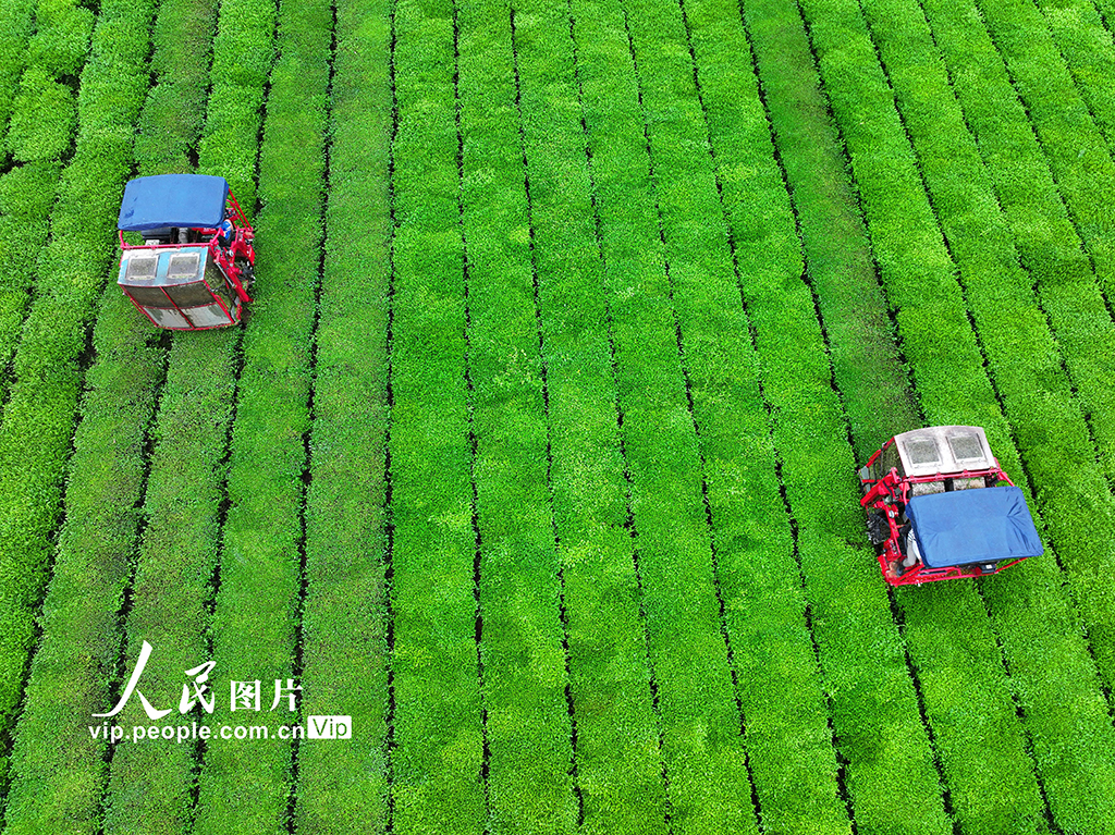 江西泰和:機器采茶忙【3】