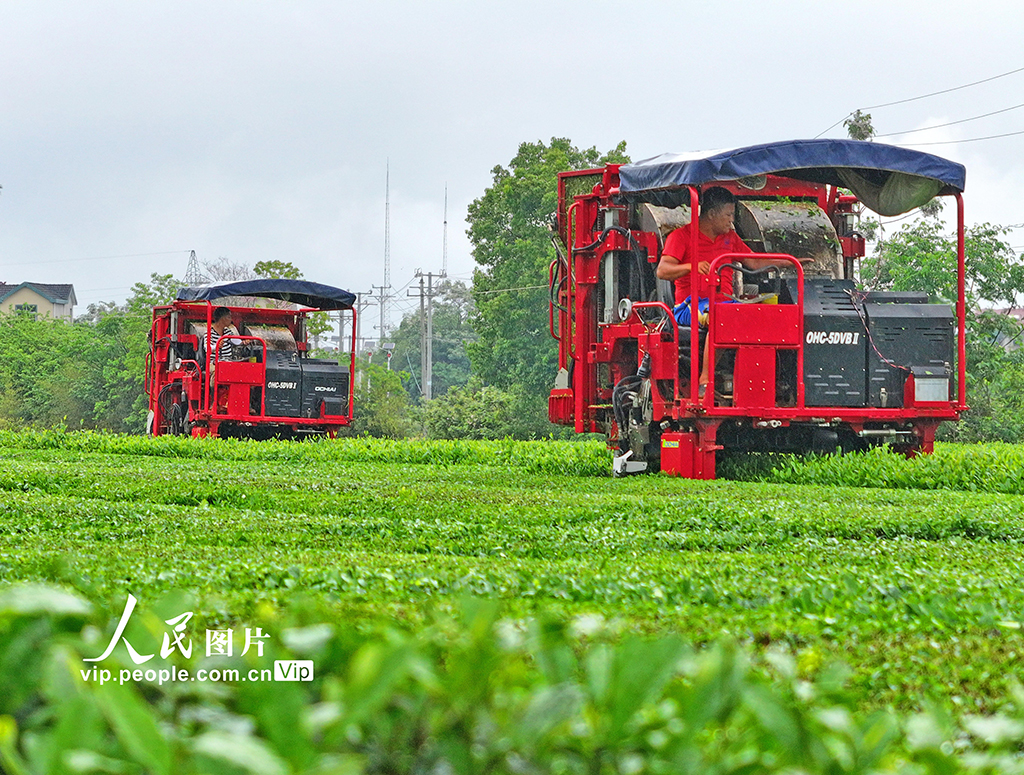 江西泰和:機器采茶忙【4】