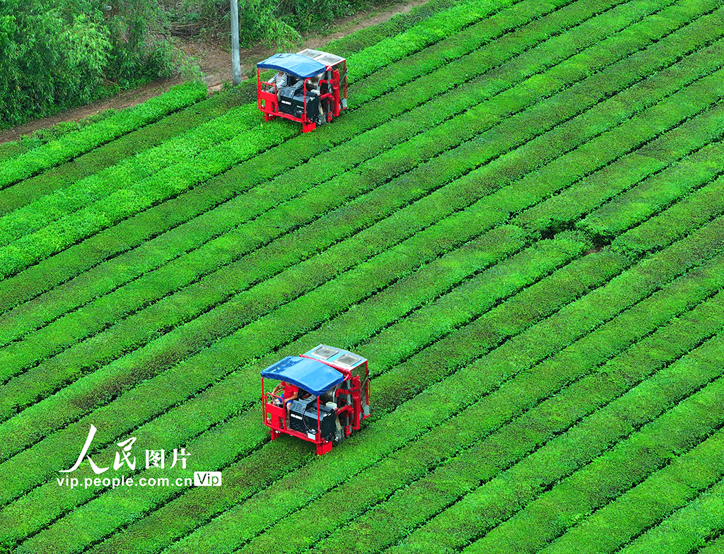 江西泰和:機器采茶忙【5】