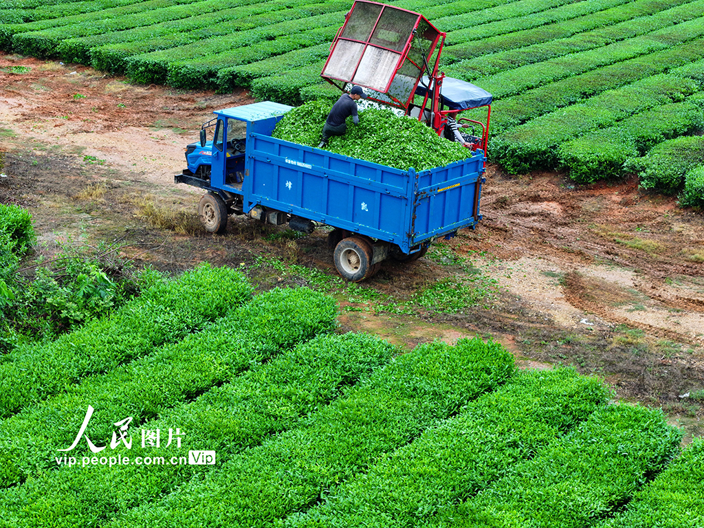 江西泰和:機器采茶忙【6】